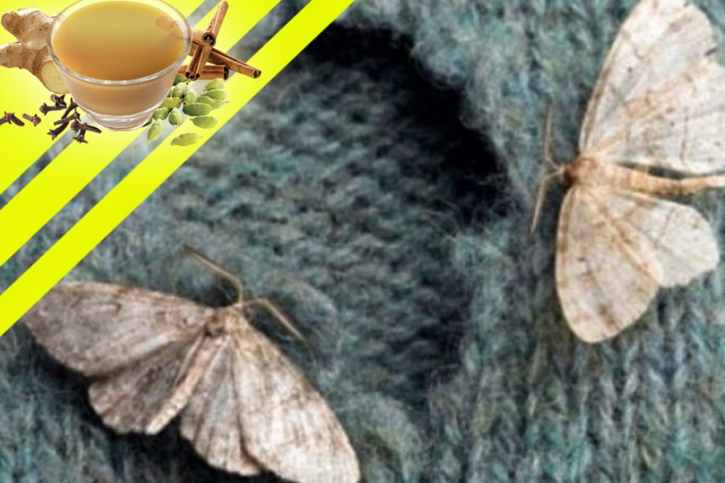 Alimentul care te scapă de molii. Își face treaba mai bine decât naftalina