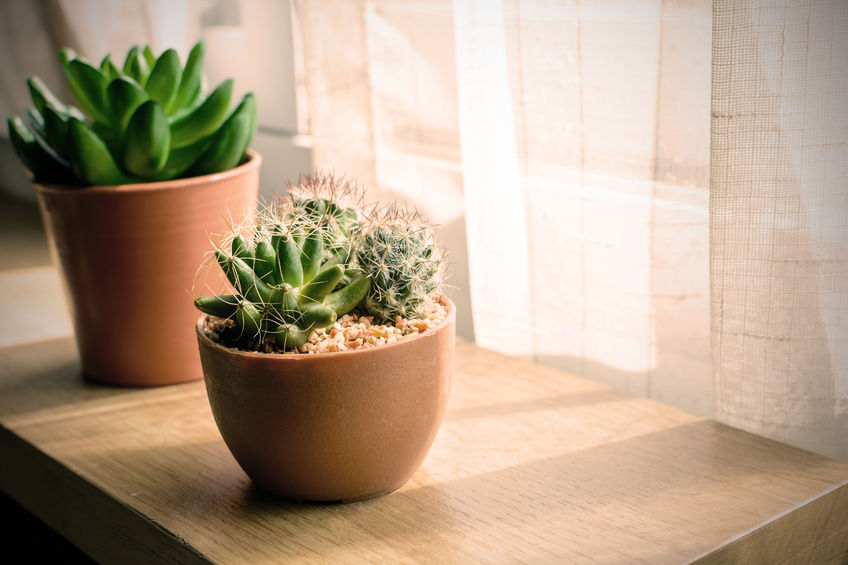 Cactusul aduce ghinion