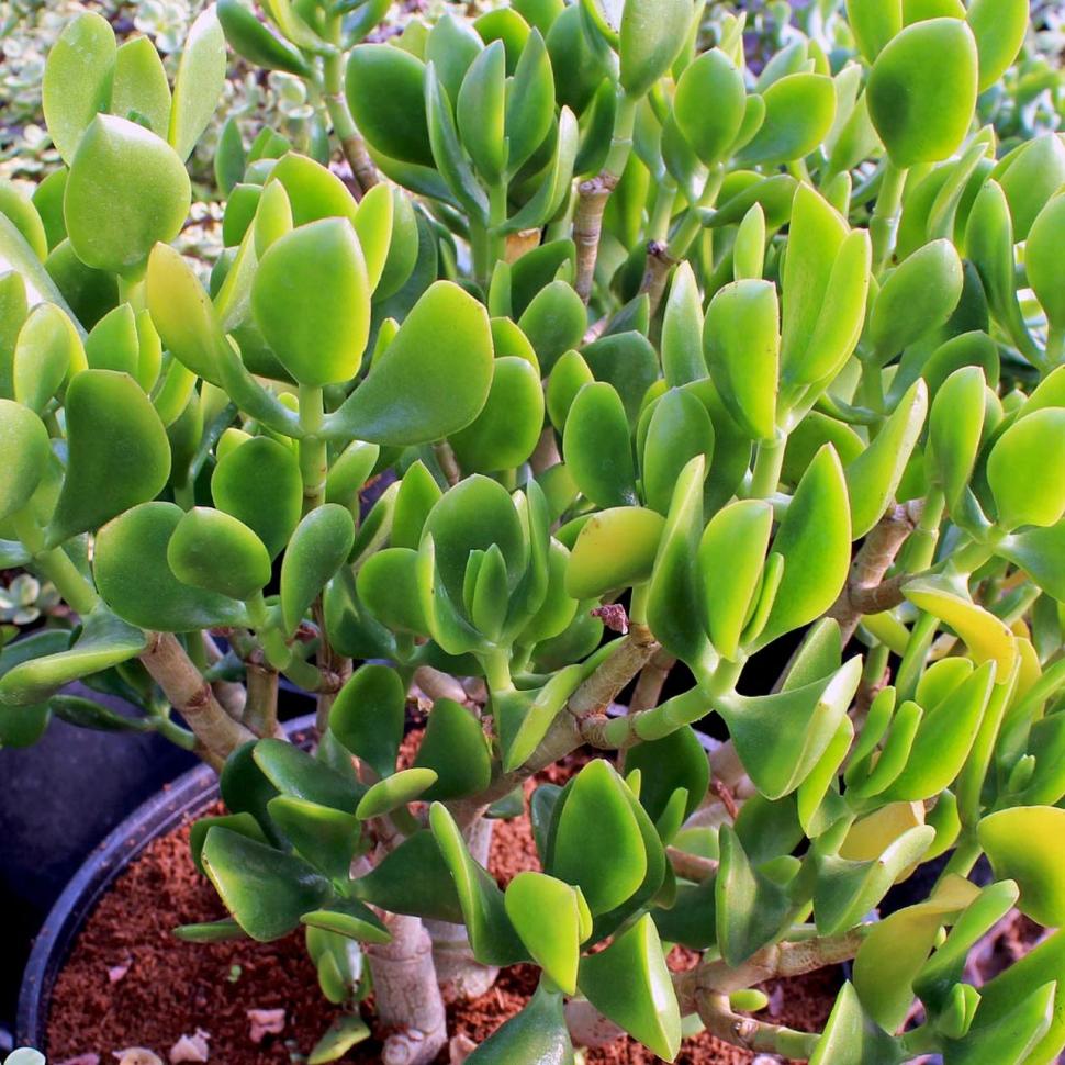 Cum se ingrijeste crassula