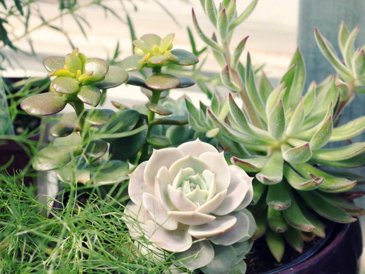Plantele suculente aduc fericirea