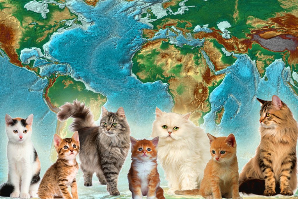 Țara în care pisicile fac ravagii. Oamenii sunt disperați, ce au putut să provoace