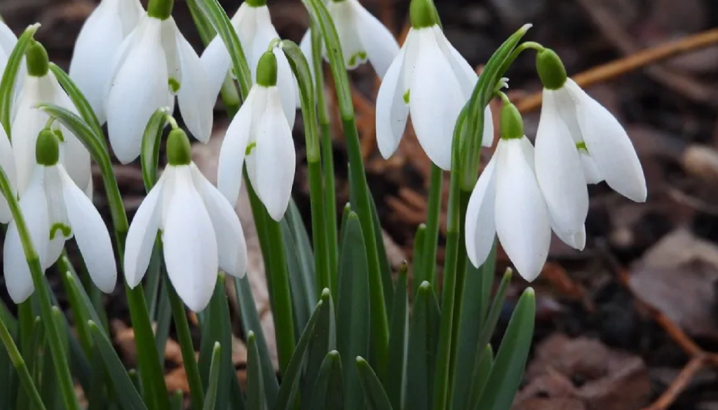 Iarna își revine la normal: temperaturi de „Litoralul pentru toți”, în ianuarie