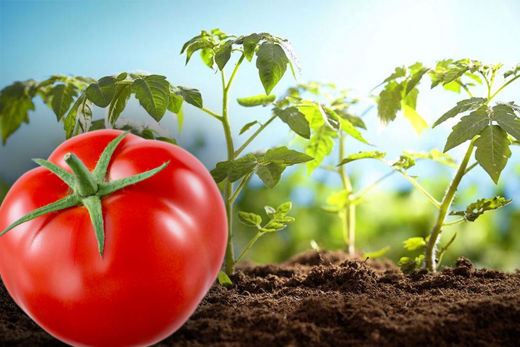 Ce să nu plantezi niciodată lângă roșii. Riști să strici toată recolta