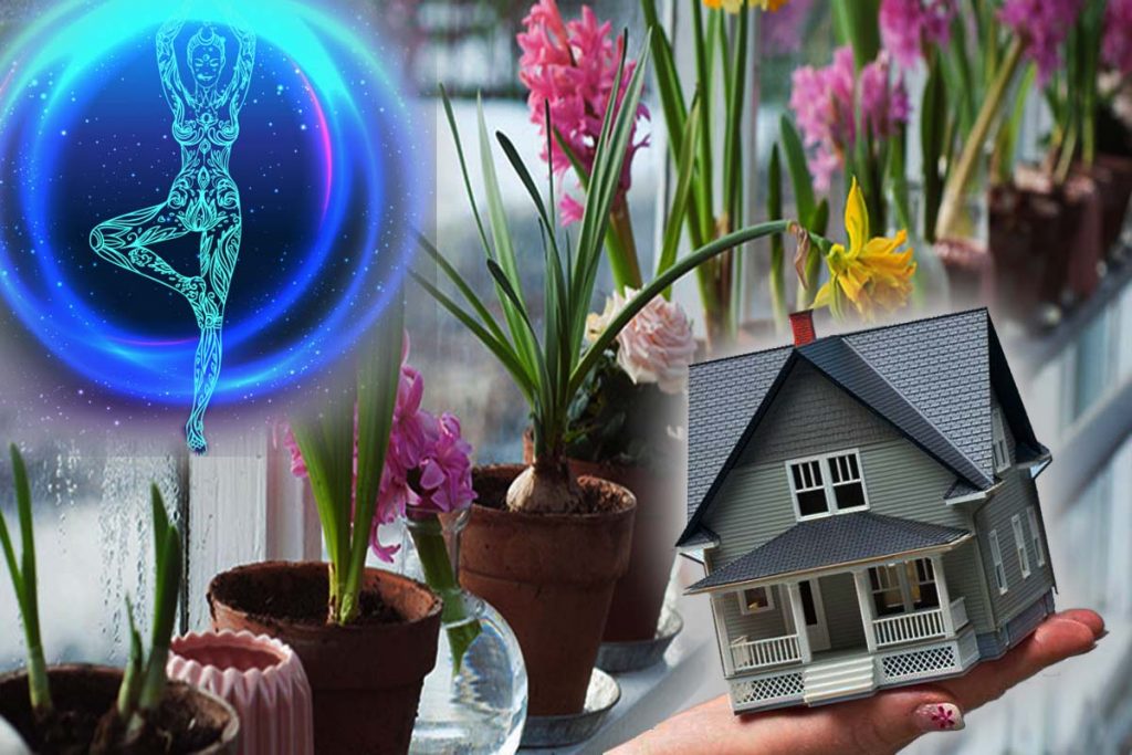 Planta de apartament care îţi schimbă starea de spirit. Aşa vei avea mereu energie