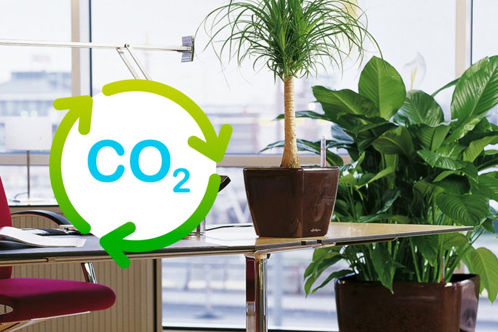 Plantele pe care trebuie să le ai în birou. Reduc poluarea cu 20 la sută, conform științei