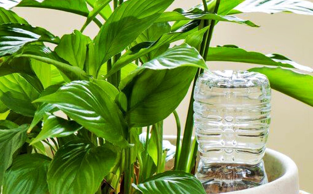 Cum tii plantele ude cand lipsesti de acasa