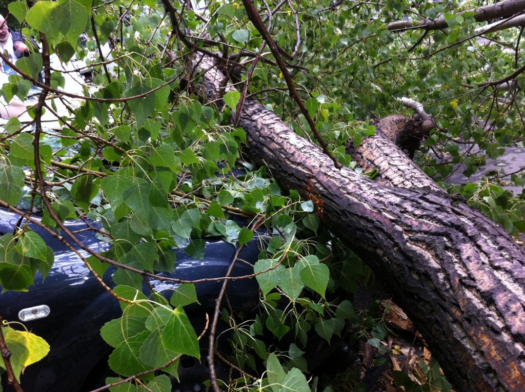 Capcanele Bucureștiului. Aurel Țicleanu și soția lui, loviți de un copac care s-a prăbușit peste ei în parcul Cișmigiu