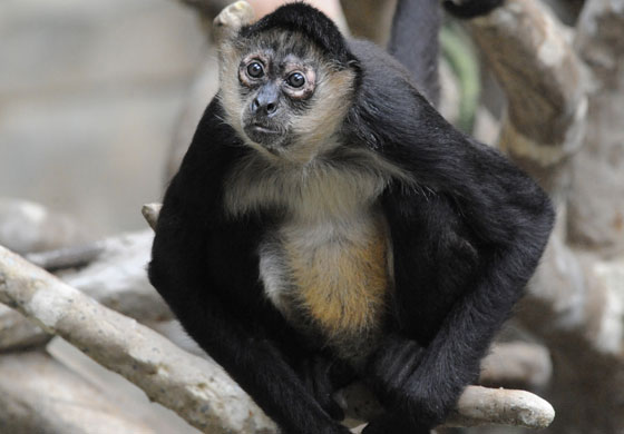 Animalul care consuma alcool in fiecare zi. Descoperirea facuta de oamenii de stiinta