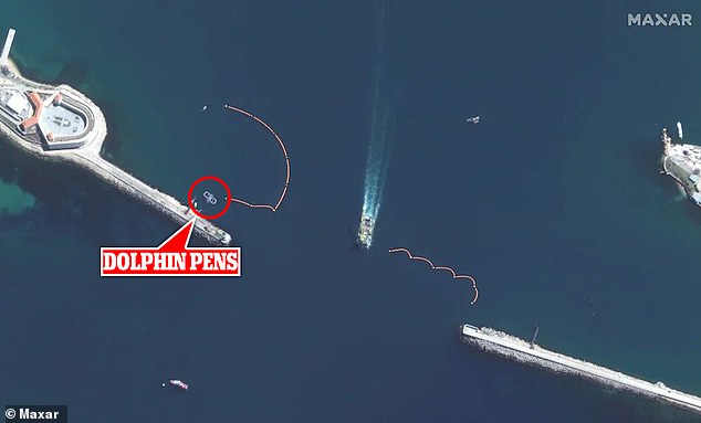 Cel mai mare secret al lui Putin a iesit la iveala. Cum actioneaza delfinii-spioni. Imaginile au fost facute publice