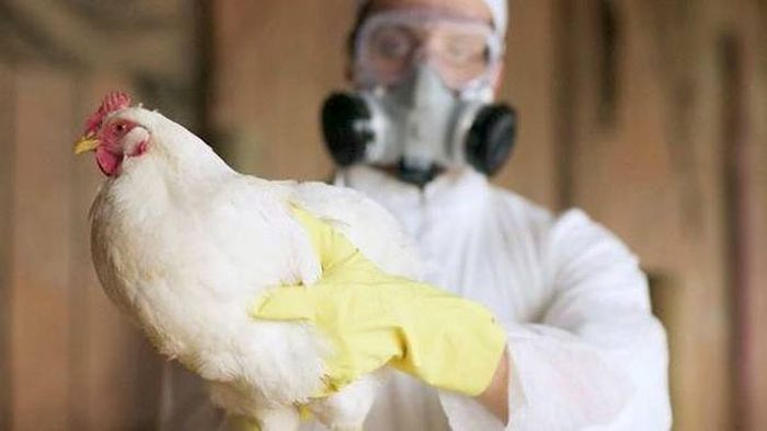 China a detectat primul caz de gripa aviara H3N8 la om