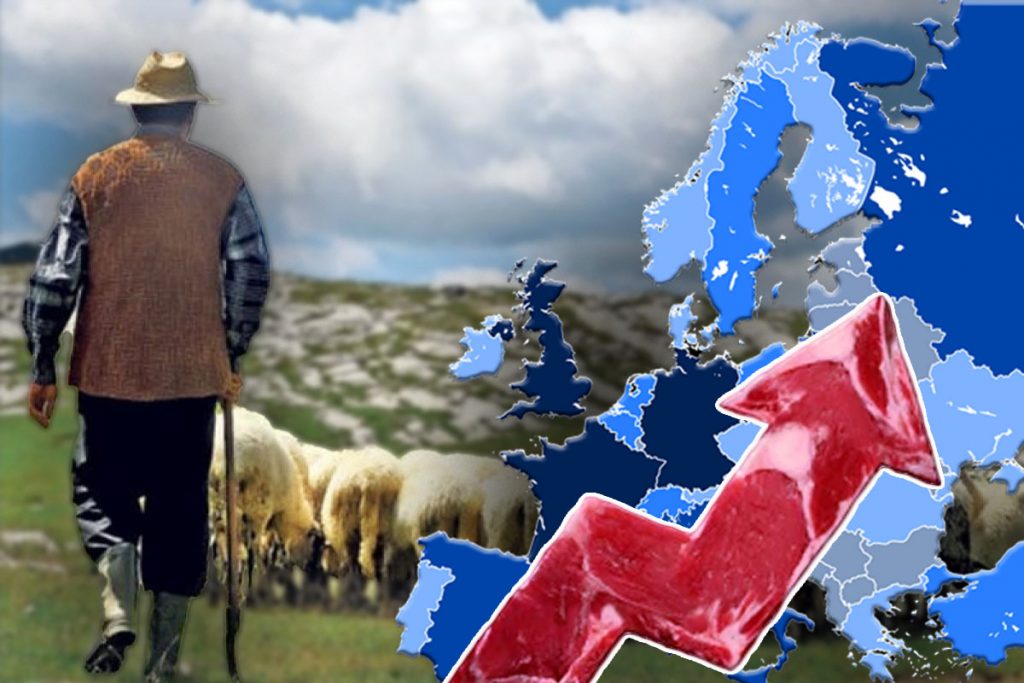 Ciobanii români vând mieii în străinătate, noi cumpărăm carne la suprapreț. Fermier: „Scade puterea de cumpărare, este un dezastru” – EXCLUSIV
