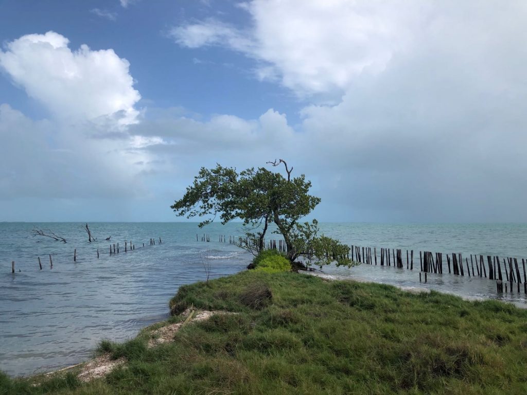 Coffee Caye 1
