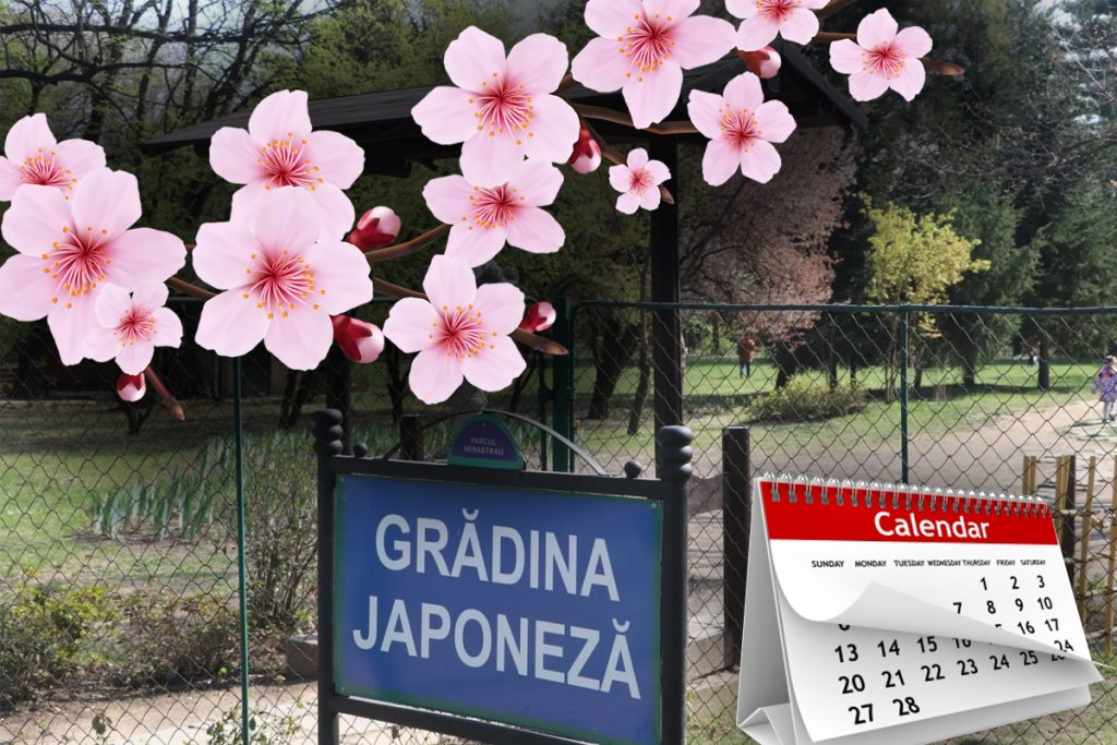 Grădina Japoneză din București. Când înfloresc uimitorii cireși și istoria plantelor din grădină