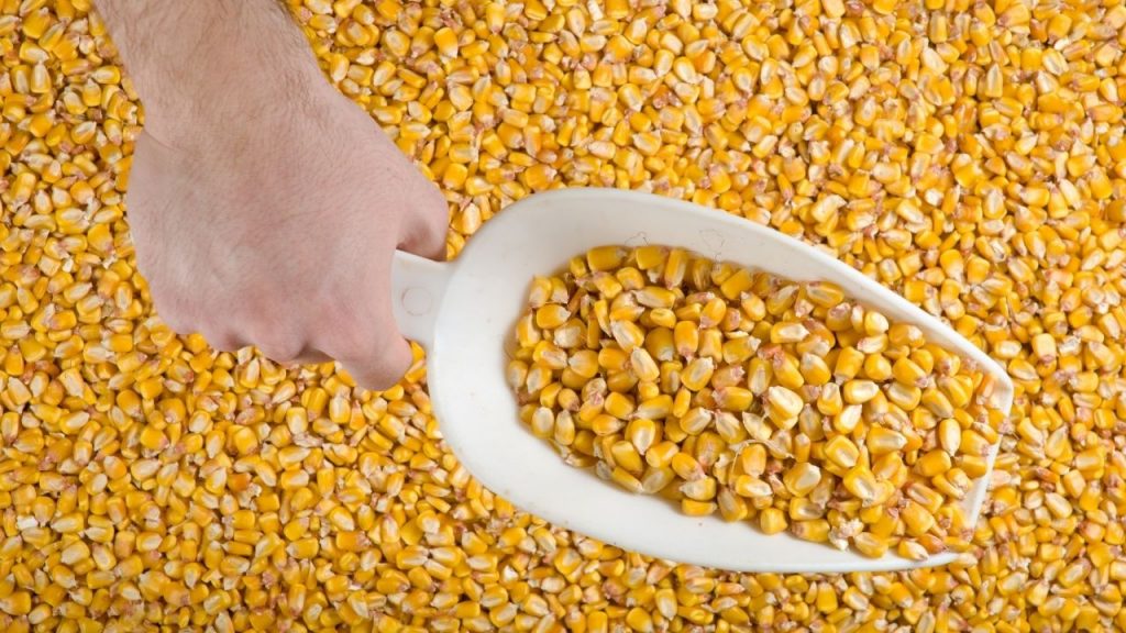 Prima navă încărcată cu porumb ucrainean a plecat din portul Constanța: ‘Prevenim un val colosal de foamete la nivel global’