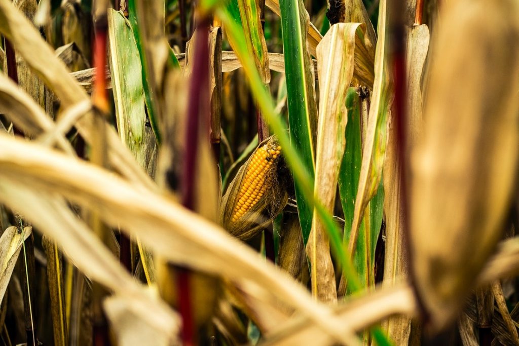 Nutrețul modificat genetic, noua realitate a europenilor din cauza războiului din Ucraina. Fermierii europeni rămân fără porumb