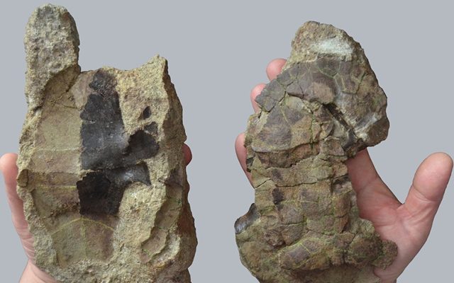 O noua specie de testoasa fosila, descoperita in Romania