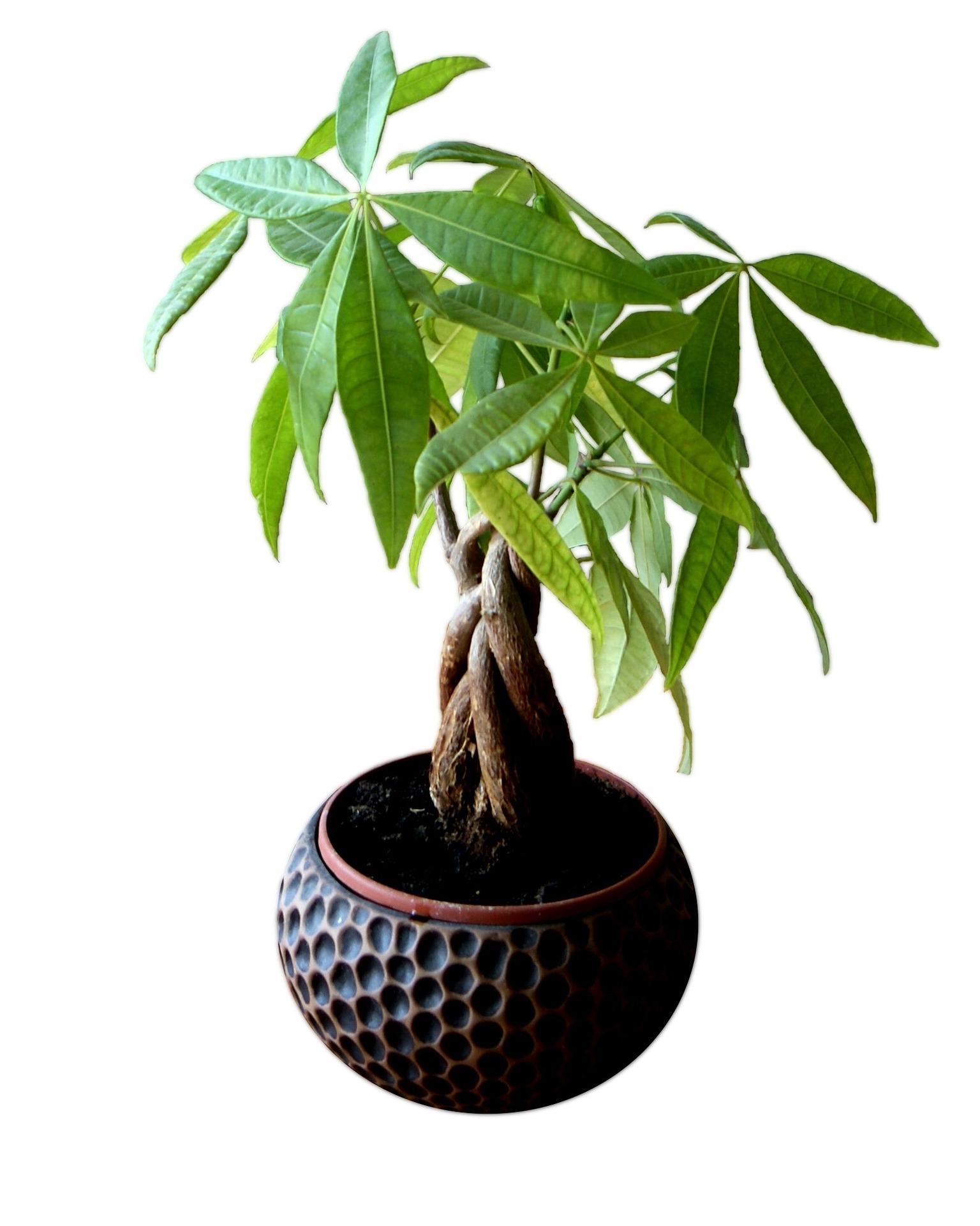 Planta pe care să o ai în casă de Paşte pentru noroc la bani. Aşa te poţi îmbogăţi