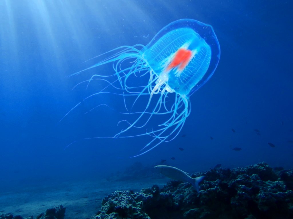 Singura creatura care traieste vesnic este o meduza