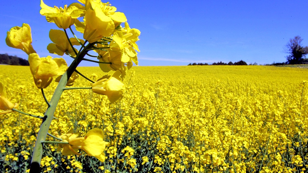 Au explodat prețurile la cereale: „40 de hectare, aproape 90.000 de euro, o sumă suficientă pentru achiziția unui apartament în București”