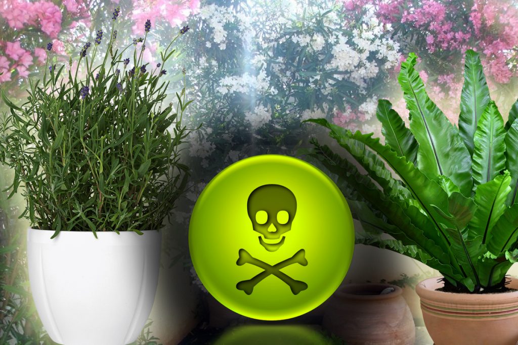 Planta otrăvitoare pe care toți românii o au în casă. Este periculoasă și pentru animalele de companie