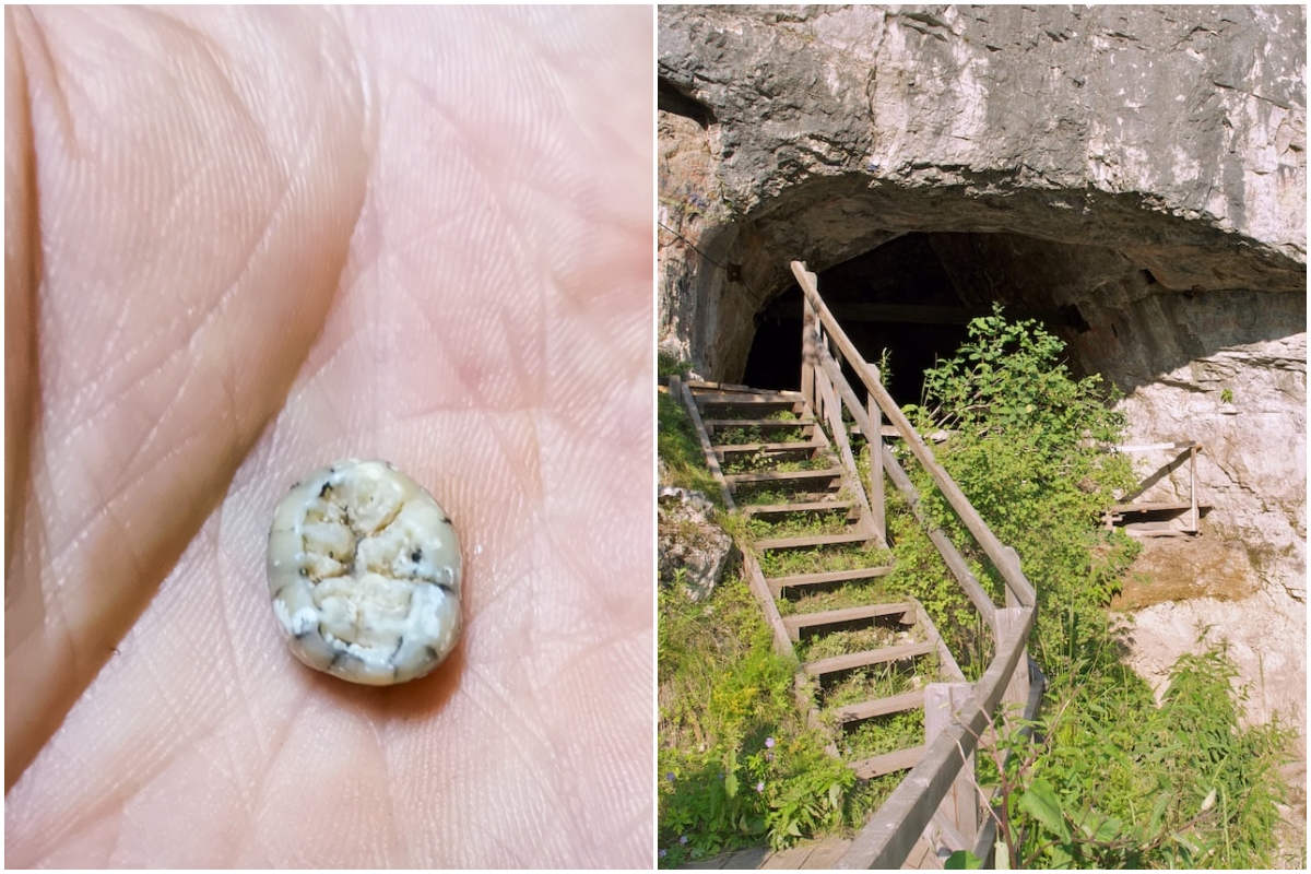 O fosilă descoperită recent dezleagă misterul din istoria evoluției umane