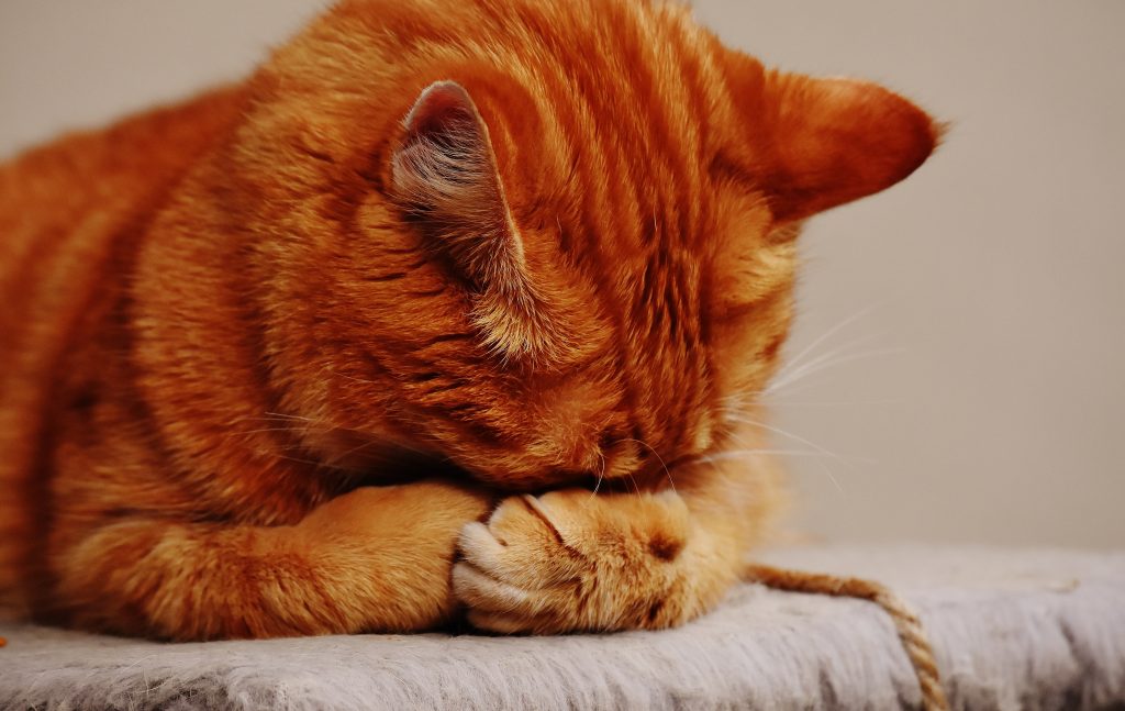Fiinţa care nu doarme niciodată. E mereu în mişcare, nu are nevoie de odihnă