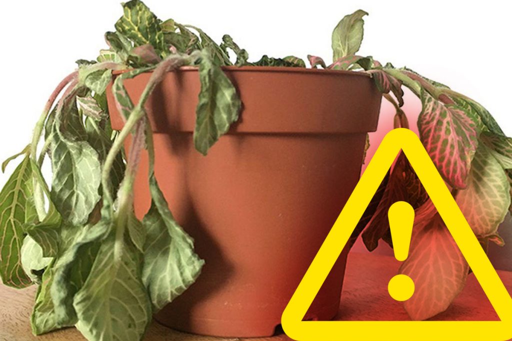 Greșelile mari pe care le fac românii cu plantele de apartament. De ce mor repede în ghiveci