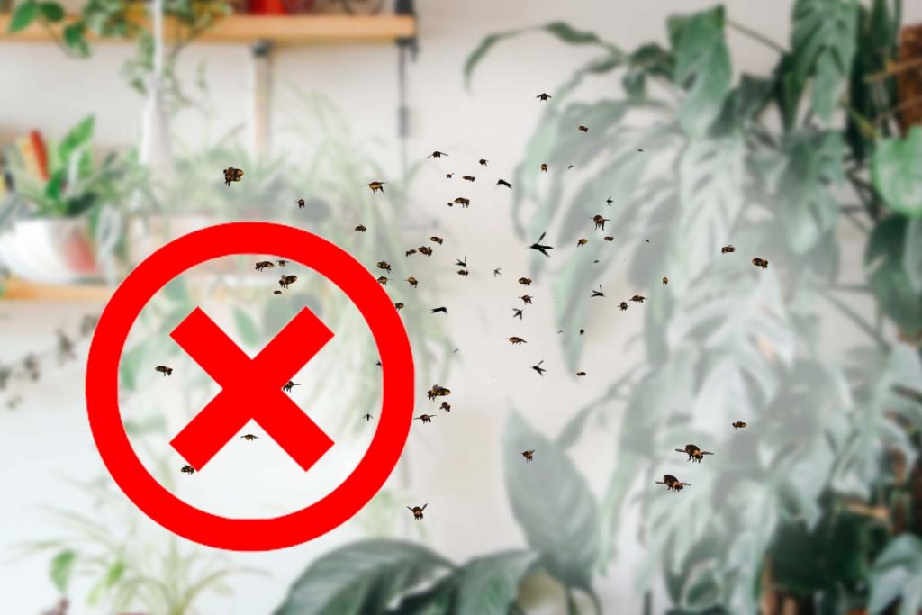 Planta de apartament care te scapă de insecte. Aduce şi linişte în casă, trebuie să o ai şi tu