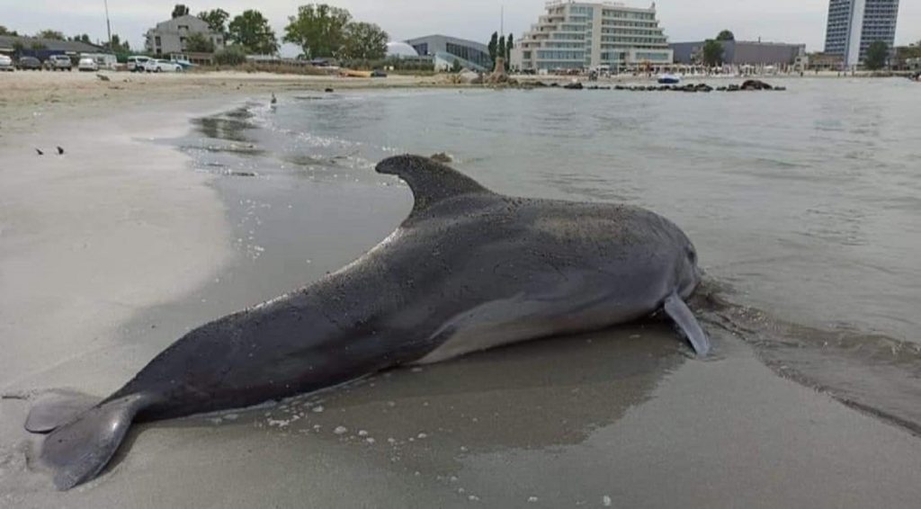 Pericolul din Marea Neagră. Motivul pentru care delfinii au început să moară, explicat de specialiști