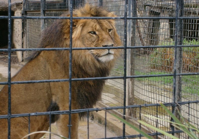 Doi lei au scapat de la Gradina Zoologica din Radauti