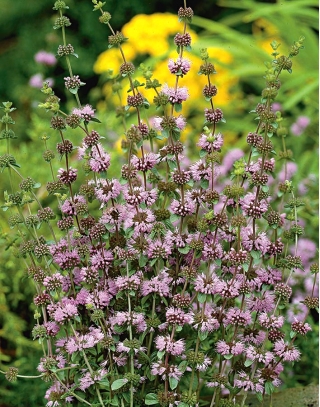 Planta de apartament care alunga certurile din casa. Te vei bucura de armonie si liniste in familie