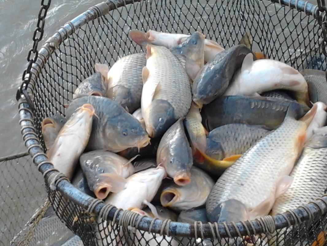 Sute de kilograme de peste si fructe de mare depozitate necorespunzator pe litoral
