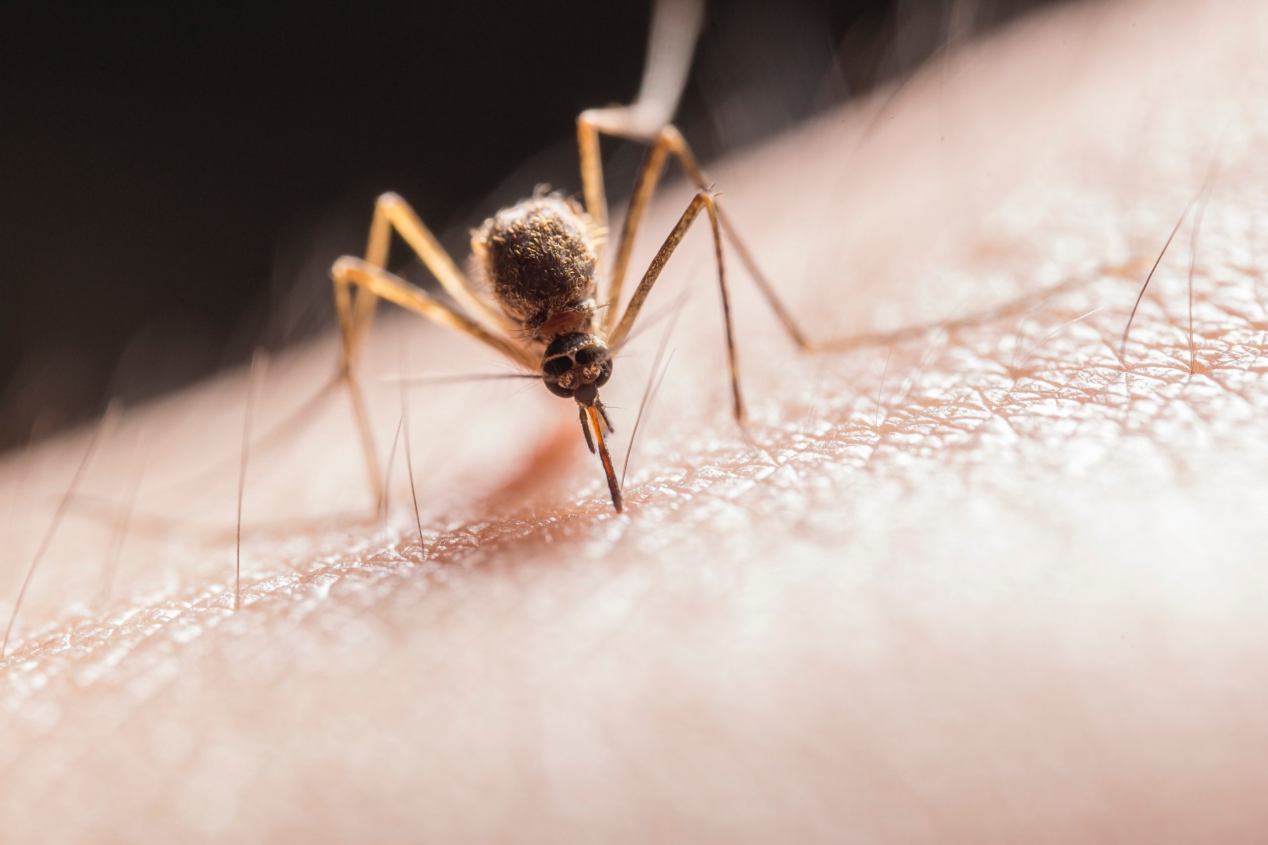 Trucul care te scapa definitiv de mustele si tantarii din casa. Nu vei mai avea niciodata probleme cu aceste insecte