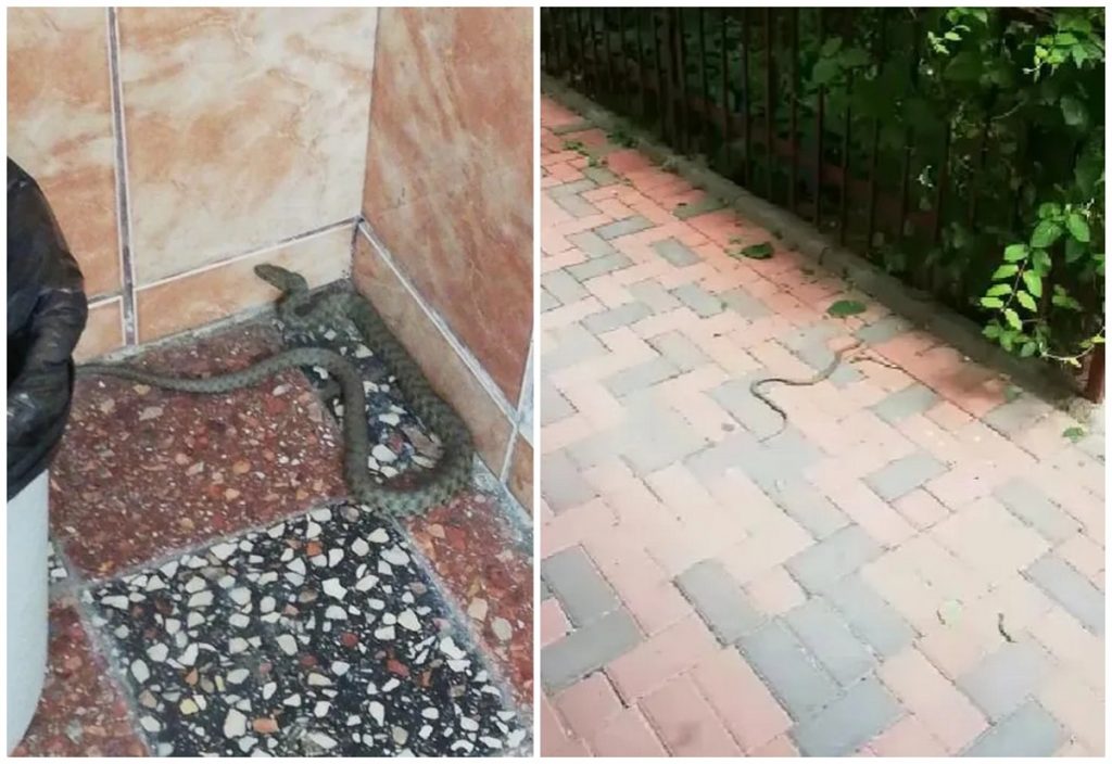 Un bucureștean a pozat șerpi în blocul unde locuiește. Au început glumele: „O căuta pe șerpoaica de la etajul 2”