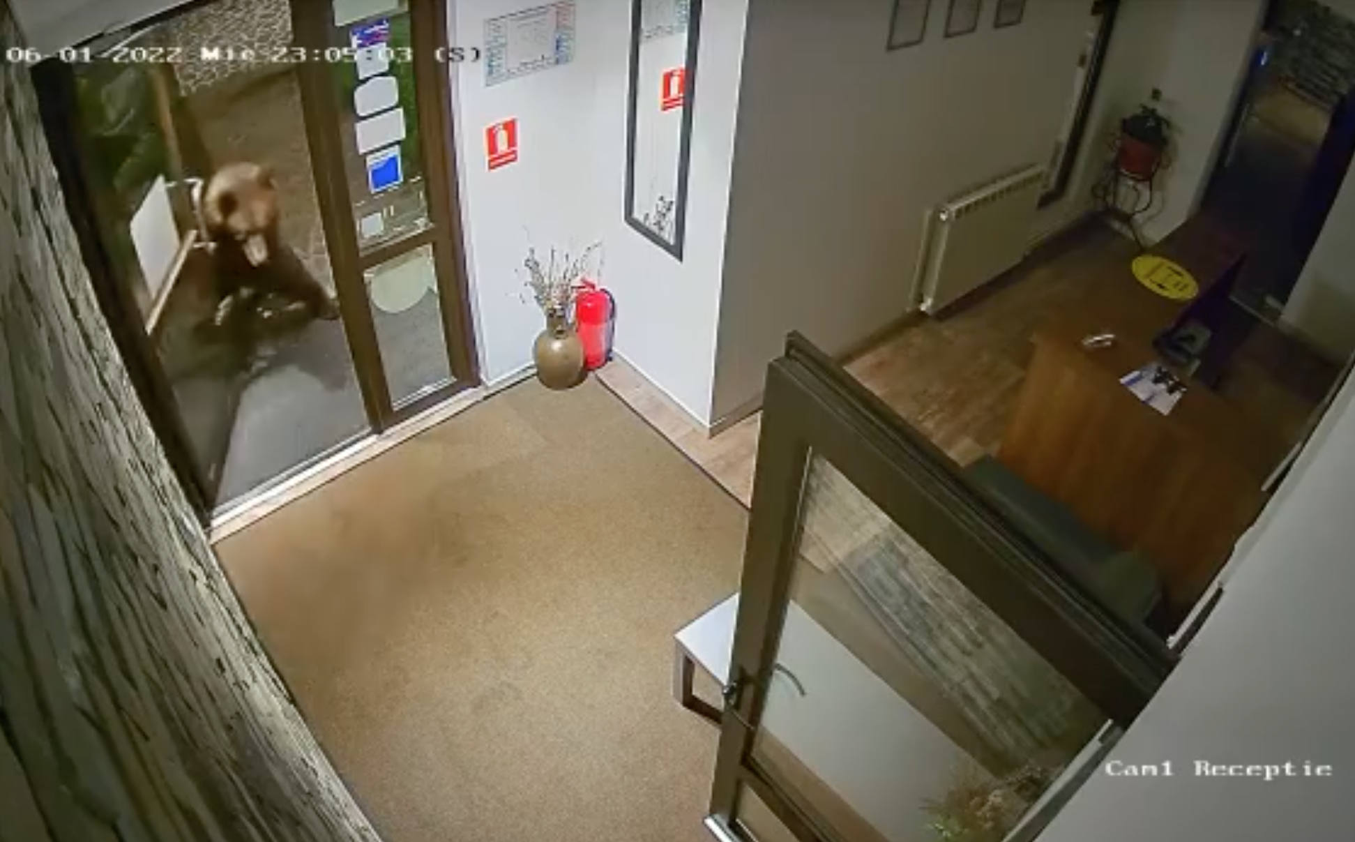 Un urs a fost surprins intr-o pensiune din Predeal