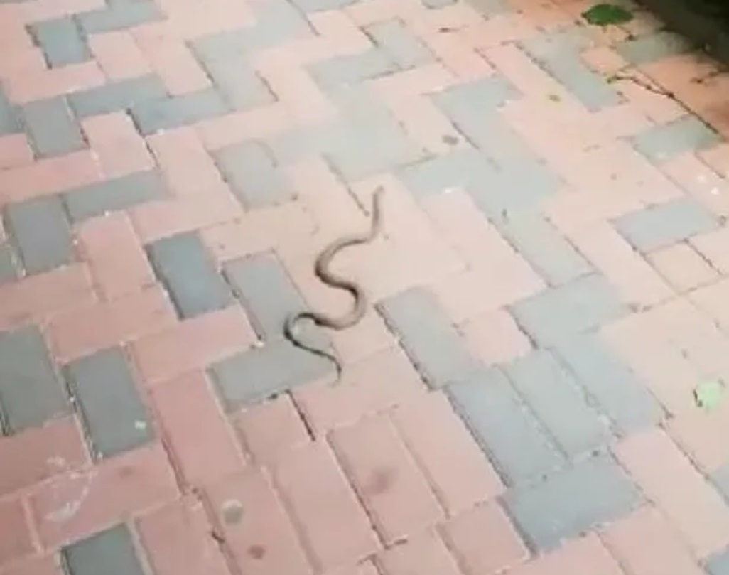 Un bucurestean a pozat serpi in blocul unde locuieste