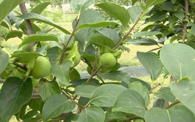 Locurile tropicale care incep sa apara in Romania 