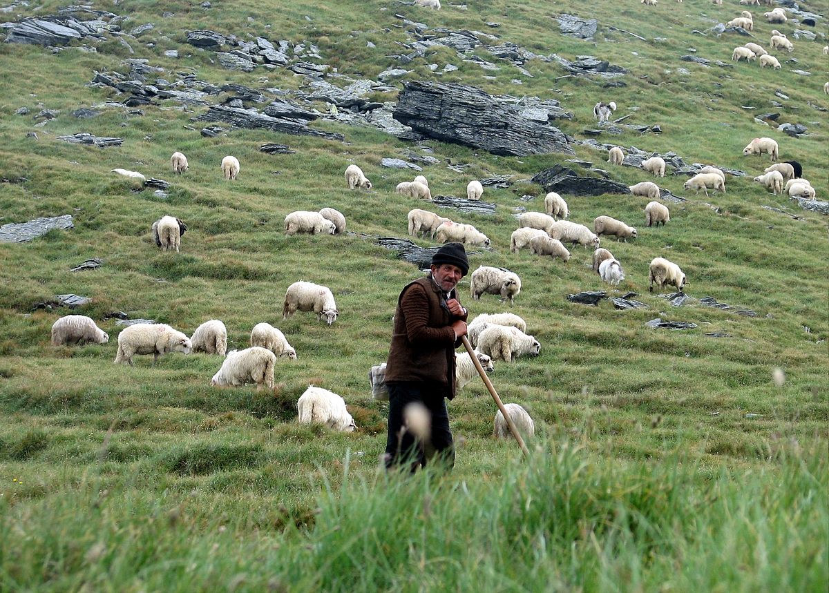 Meseria de cioban nu mai are căutare în România. Din ce țări sunt aduși muncitorii care au grijă de oi