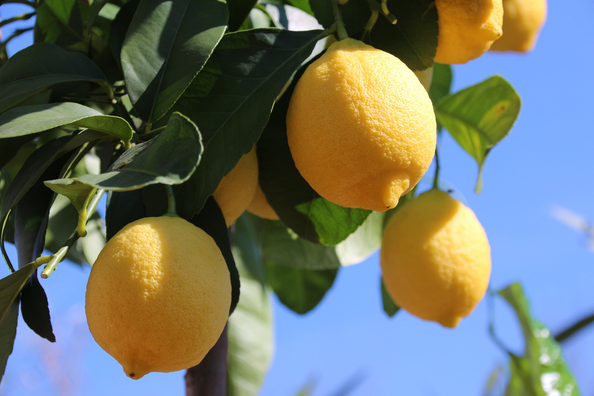 Motivul bizar pentru care grecii nu prepară limonadă în ciuda livezilor pline de fructe. Explicația i-a uluit pe turiști