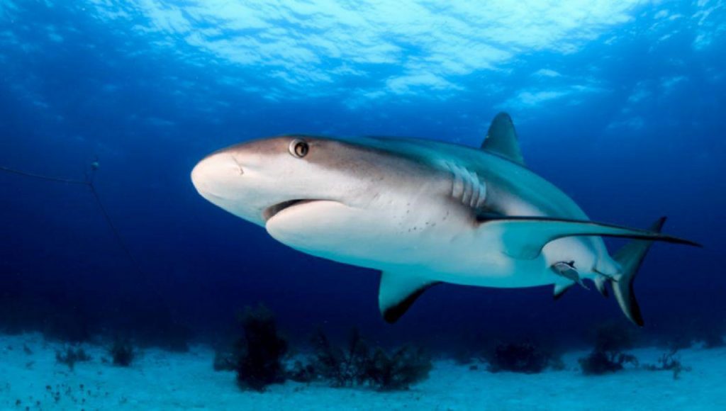 Noi detalii cutremurătoare despre tragedia din Egipt. Cum au încercat autoritățile locale să ascundă atacurile rechinilor. „Nu ne-au mai dat voie”