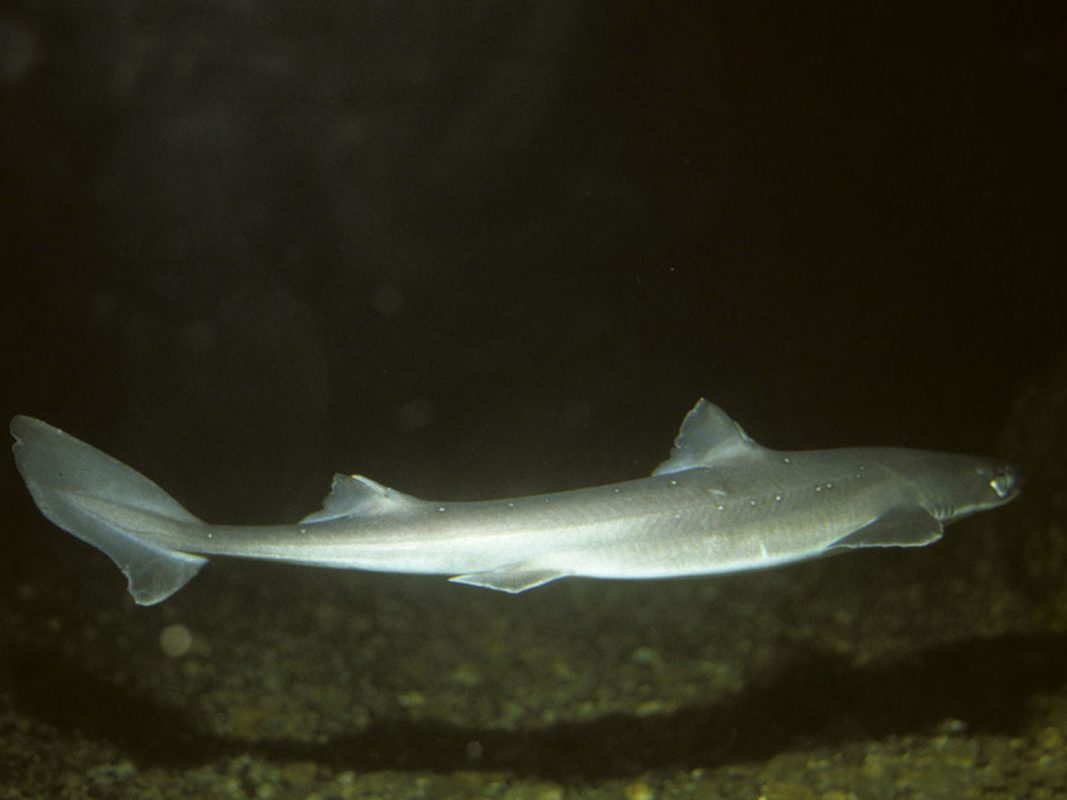 Cat de periculosi sunt rechinii din Marea Neagra 