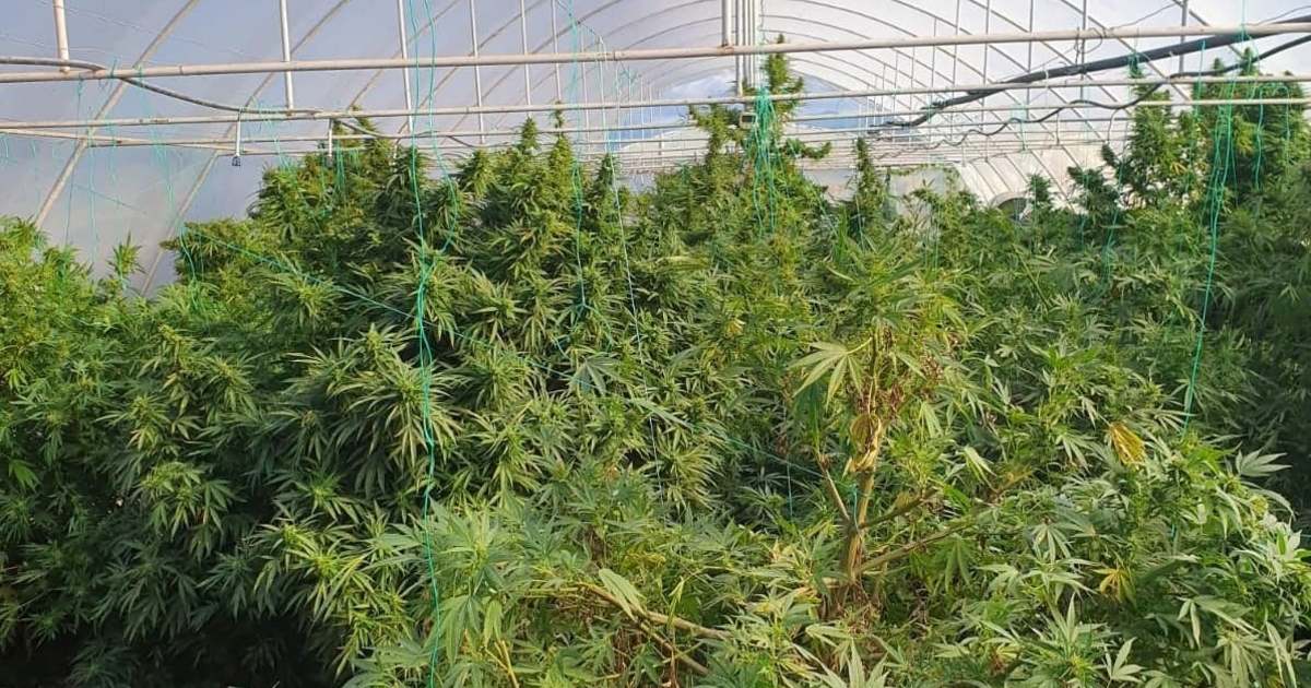 Cultură impresionantă de canabis amenajată pe 60.000 mp în Bihor