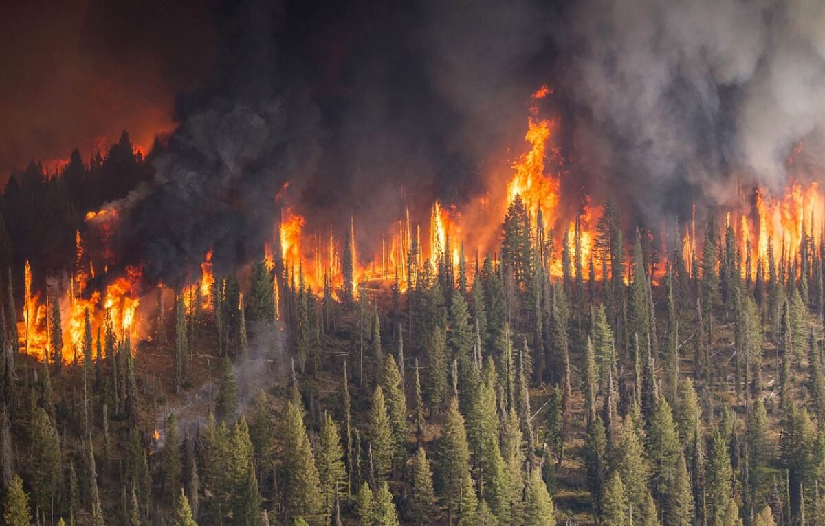 Incendiile au devastat mai mult de 8000 de hectare in Rusia