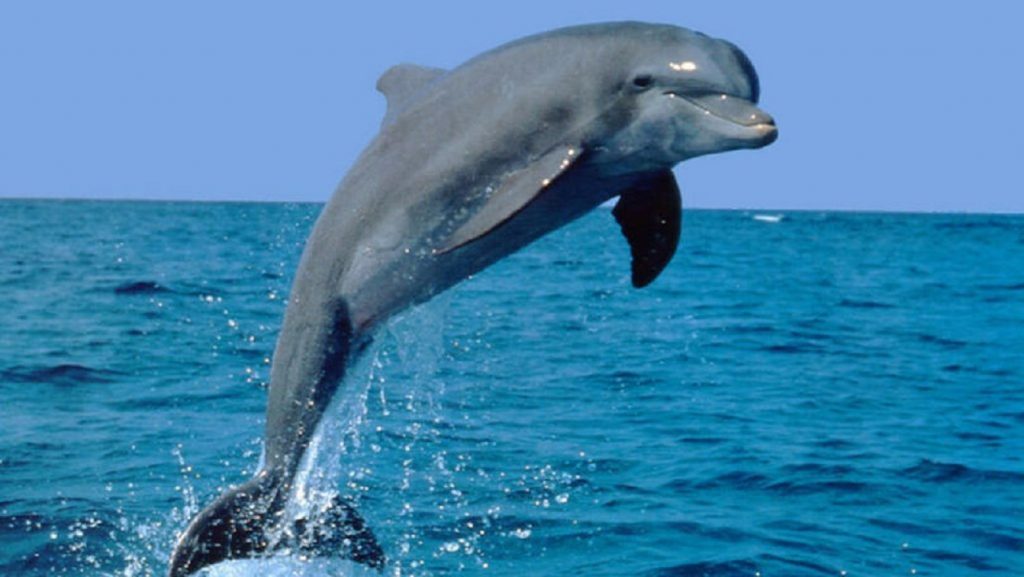 Locurile de pe litoralul românesc unde turiștii pot admira delfinii. Doar aici se apropie foarte mult de țărm