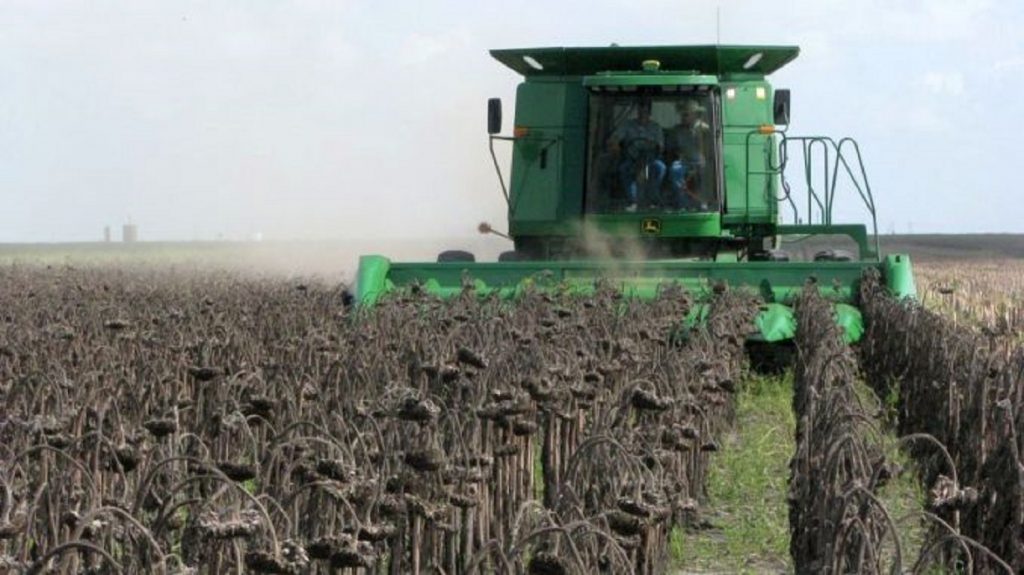 Ultimul tip de furt în România. Un agricultor a mers să strângă recolta și s-a trezit cu câmpul gol