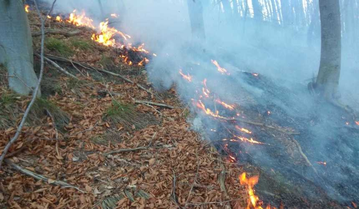 Incendiu de pădure, izbucnit pe Muntele Zănoaga Câinenilor. Autoritățile au trimis un avion Spartan pentru misiunea de stingere