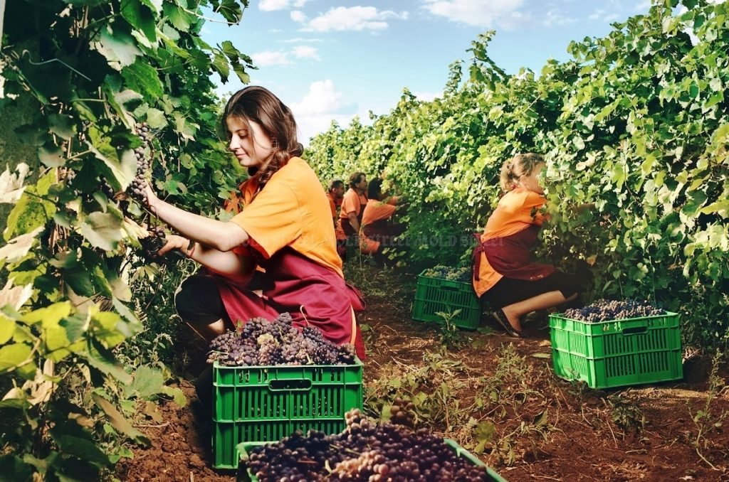 Câți bani câștigă românii pentru cules via. Sumele ajung să le depășească pe cele ale muncitorilor din construcții