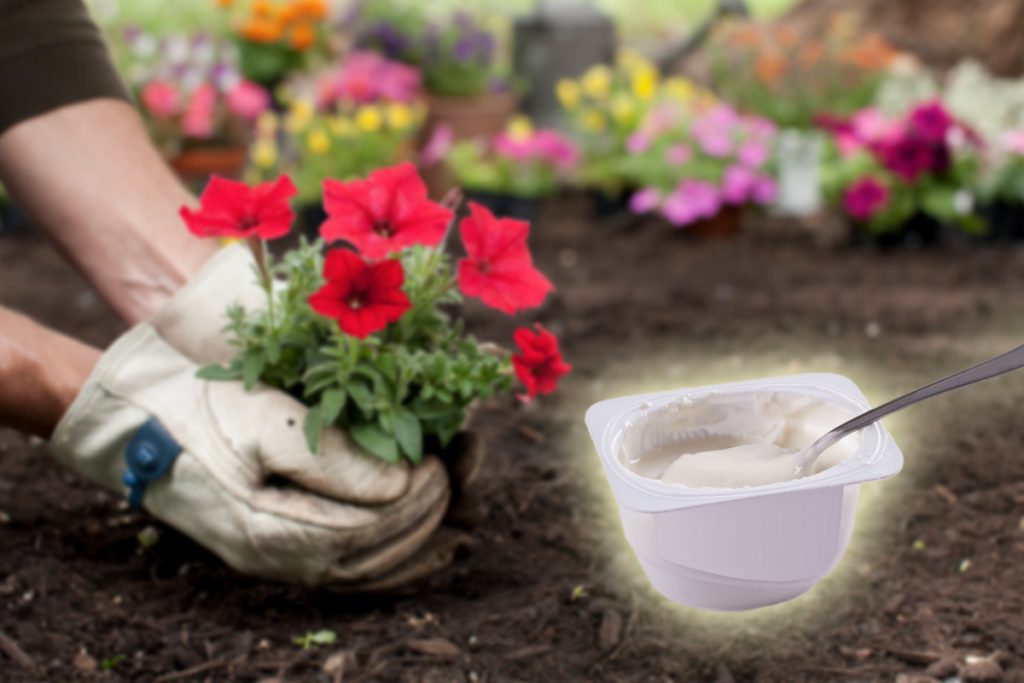 De ce e bine să pui iaurt la rădăcina plantelor din ghiveci. Trucul bizar folosit de grădinarii cu experiență