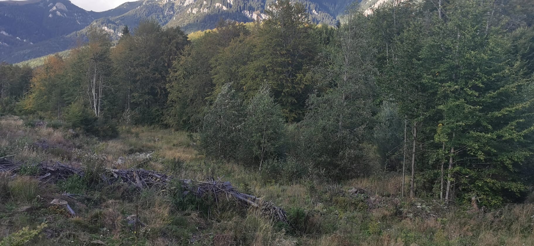 Galerie foto - Poza #1