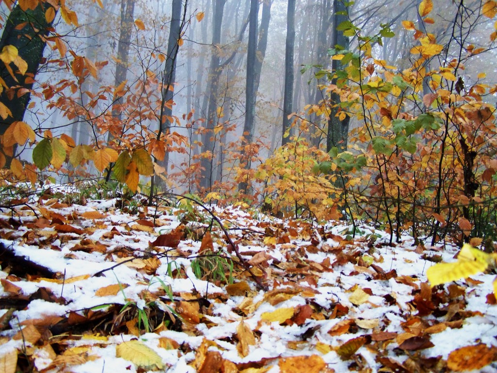 Iarna se instalează brusc în România. Meteorologii anunță ger și ninsori în următoarele zile